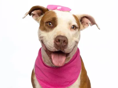 Cao Pit-Bull Grande 2-anos
