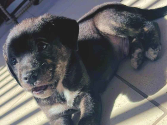 Cachorro cão para adoção Macho Médio  2 a 6 meses 