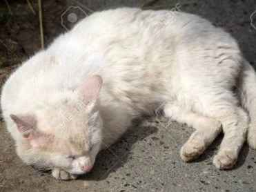 Gato para adoção Ambos Médio 4 anos