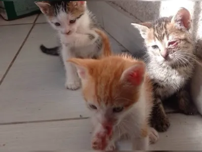 Gato SRD-ViraLata Pequeno Abaixo-de-2-meses