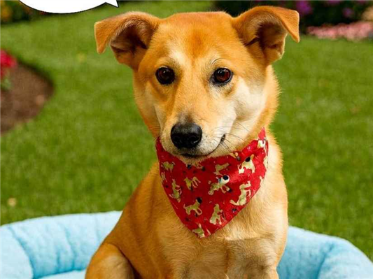 Cachorro cão para adoção Macho Médio  1 ano 