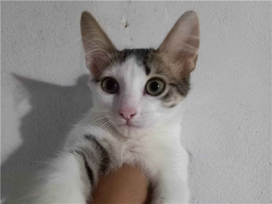 Gato para adoção Ambos Pequeno 2 a 6 meses
