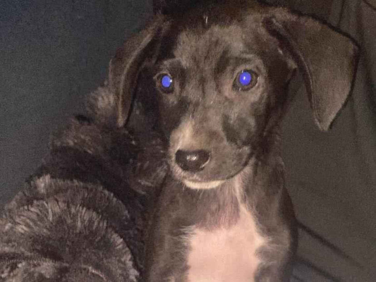 Cachorro cão para adoção Macho Pequeno Abaixo de 2 meses 