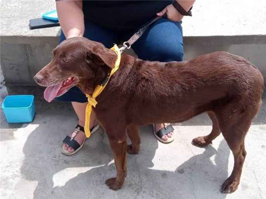 Cachorro cão para adoção Fêmea Grande 6 anos Acima 