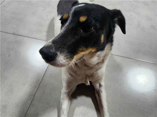Cachorro cão para adoção Fêmea Médio  6 anos Acima 