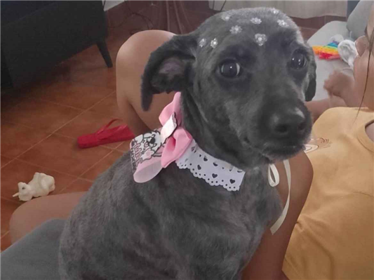 Cao Procura-Perdido Fêmea Médio 6 anos Acima 