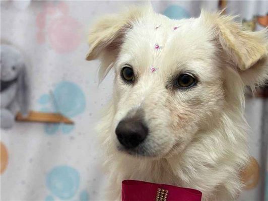 Cachorro cão para adoção Fêmea Médio  2 anos 