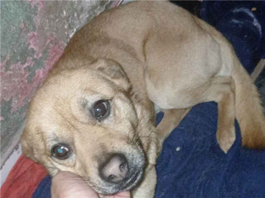 Cao - Macho Pequeno7 a 11 meses