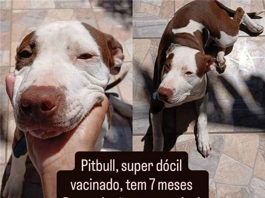 Cachorro cão para adoção Macho Médio  7 a 11 meses 