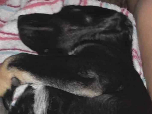 Cachorro cão para adoção Fêmea Grande 1 ano 