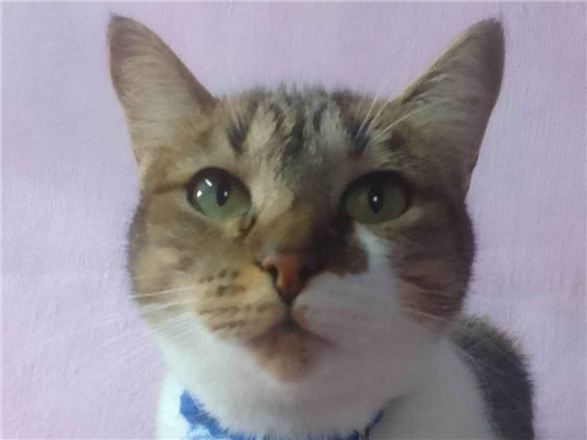 Gato para adoção Ambos Médio 1 ano