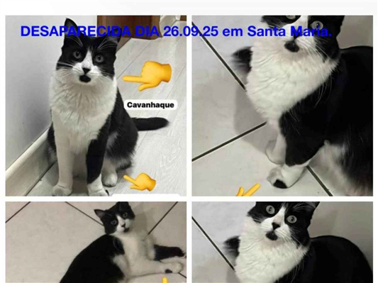Gato Procura-Perdido Fêmea Médio 4 anos 