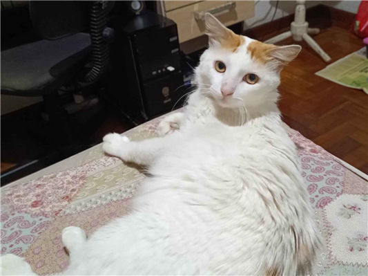 Gato para adoção Macho Médio 2 anos