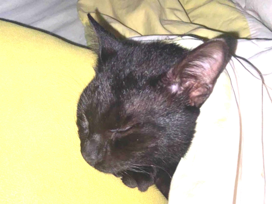 Gato Procura-Perdido Macho Médio 7 a 11 meses 