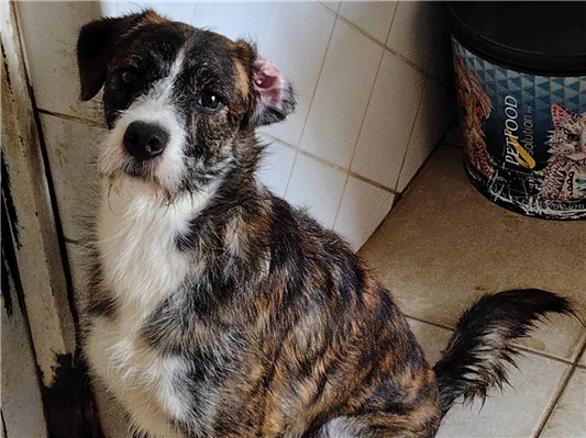 Cachorro cão para adoção Macho Médio  1 ano 
