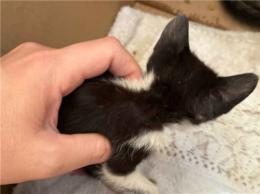 Gato - Fêmea MédioAbaixo de 2 meses