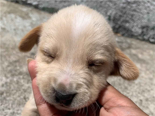 Cachorro cão para adoção Ambos Pequeno Abaixo de 2 meses 