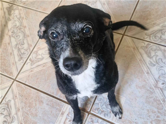 Cachorro cão para adoção Fêmea Médio  4 anos 