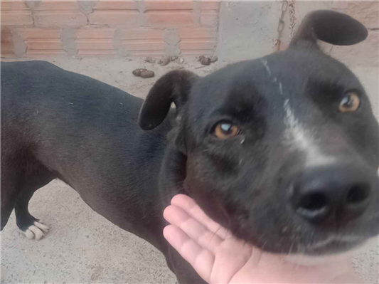 Cachorro cão para adoção Macho Grande 3 anos 
