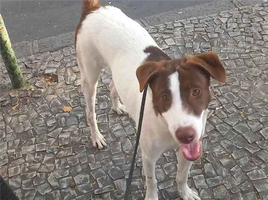 Cachorro cão para adoção Macho Médio  7 a 11 meses 