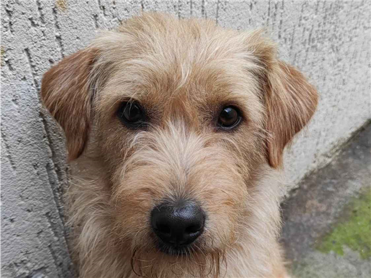 Cachorro cão para adoção Macho Médio  2 a 6 meses 