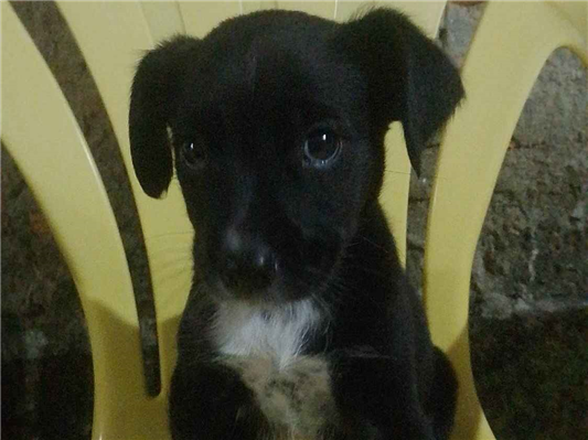 Cachorro cão para adoção Macho Médio  1 ano 