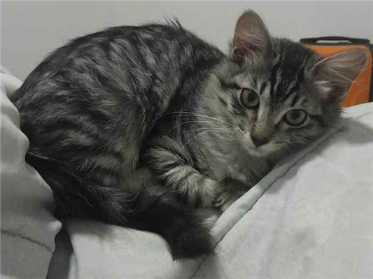 Gato para adoção Fêmea Médio 2 a 6 meses