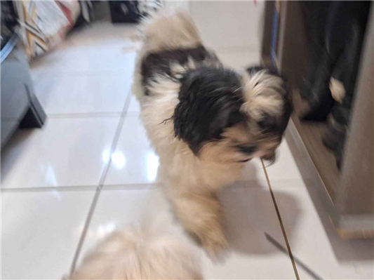 Cao - Macho Médio1 ano