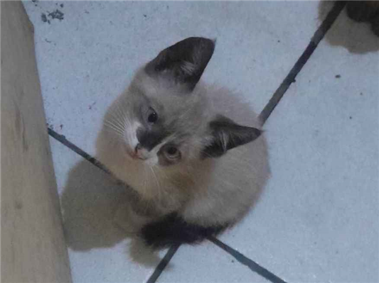 Gato para adoção Macho Pequeno Abaixo de 2 meses