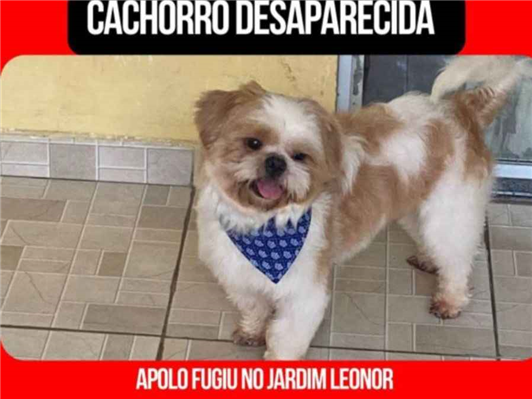 Cao Procura-Perdido Macho Médio 3 anos 