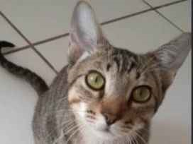 Gato para adoção Macho Médio 2 a 6 meses