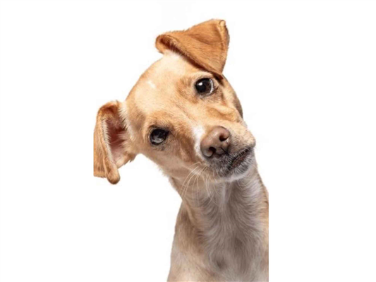 Cachorro cão para adoção Macho Pequeno 1 ano 