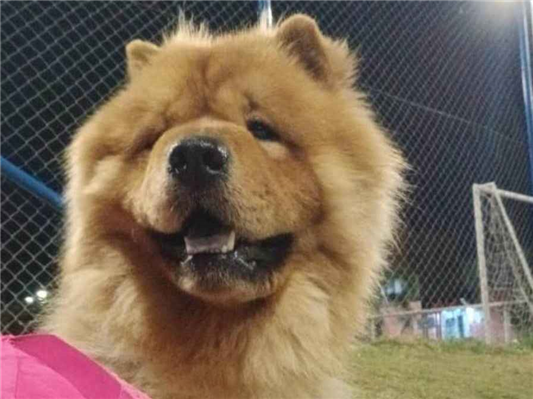 Cachorro cão para adoção Macho Médio  1 ano 