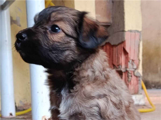 Cachorro cão para adoção Ambos Médio  Abaixo de 2 meses 