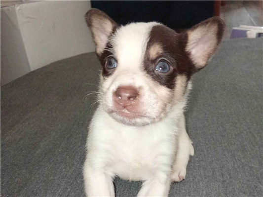 Cao Procura-Perdido Macho Pequeno Abaixo de 2 meses 