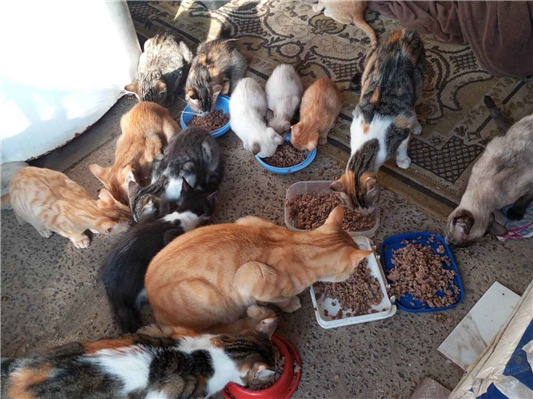 Gato para adoção Fêmea Médio 1 ano