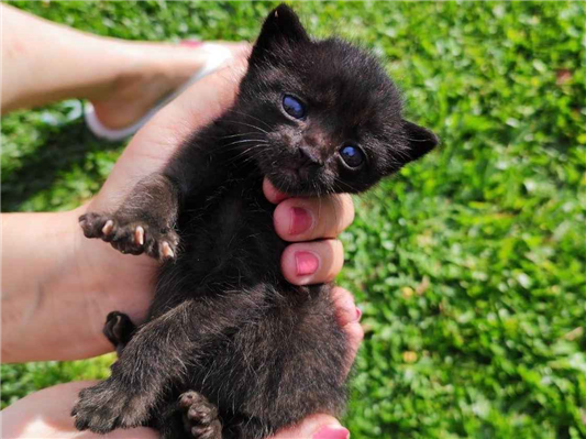 Gato para adoção Fêmea Pequeno Abaixo de 2 meses