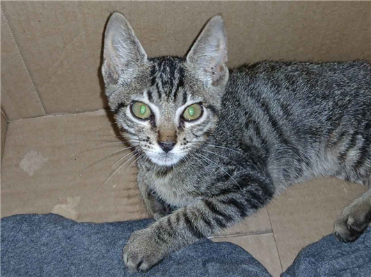 Gato para adoção Fêmea Pequeno 2 a 6 meses