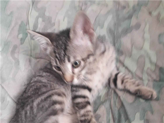Gato para adoção Fêmea Pequeno 2 a 6 meses