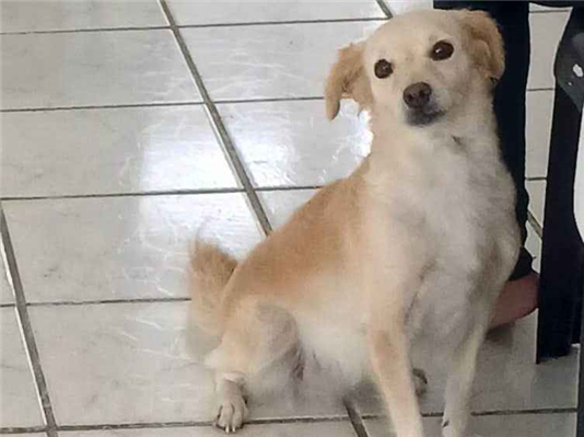 Cachorro cão para adoção Fêmea Médio  4 anos 