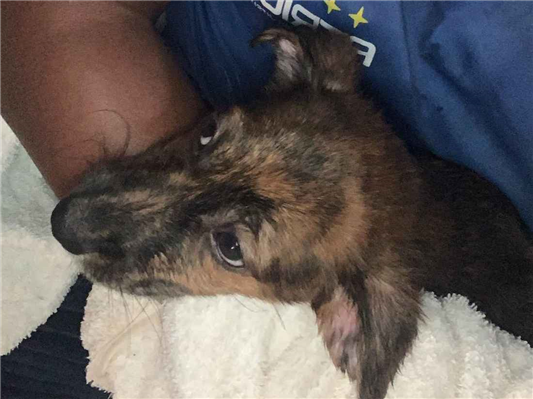 Cachorro cão para adoção Fêmea Pequeno 2 a 6 meses 