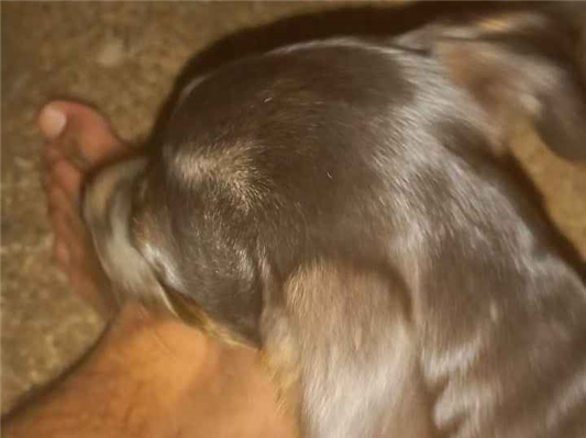 Cachorro cão para adoção Fêmea Pequeno 2 a 6 meses 