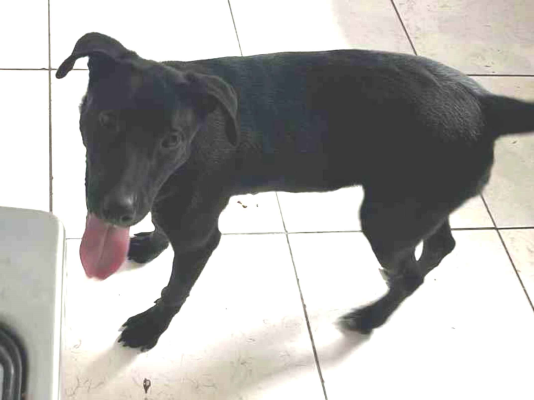 Cachorro cão para adoção Macho Médio  7 a 11 meses 