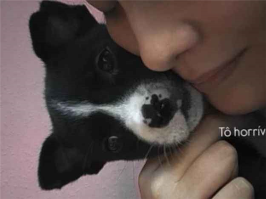 Cachorro cão para adoção Fêmea Pequeno 7 a 11 meses 