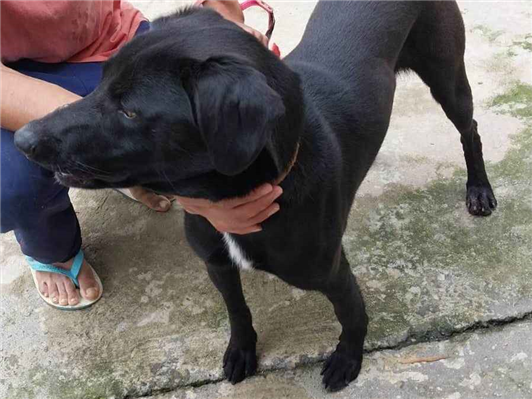 Cachorro cão para adoção Macho Médio  3 anos 