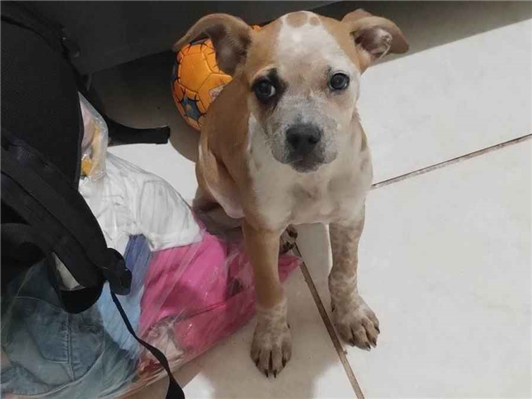 Cachorro cão para adoção Fêmea Médio  2 a 6 meses 