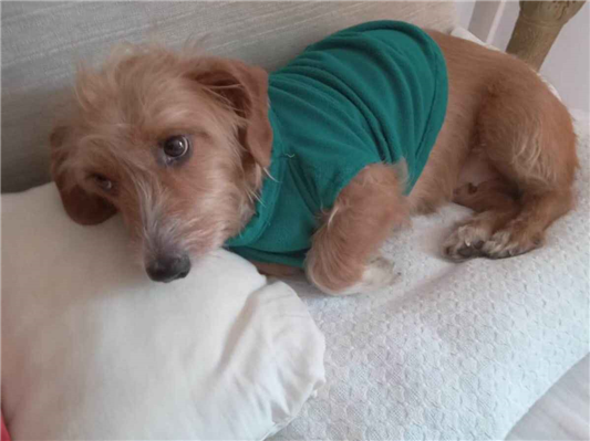 Cachorro cão para adoção Fêmea Pequeno 1 ano 