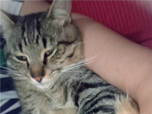 Cachorro cão para adoção Macho Médio  7 a 11 meses 