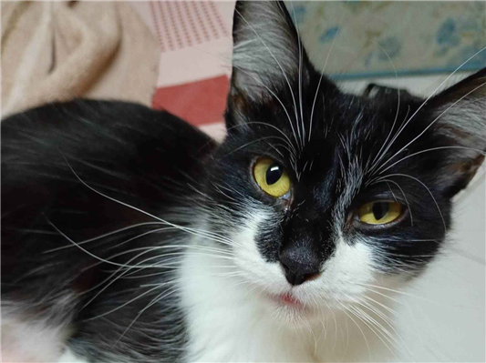 Gato para adoção Fêmea Médio 1 ano