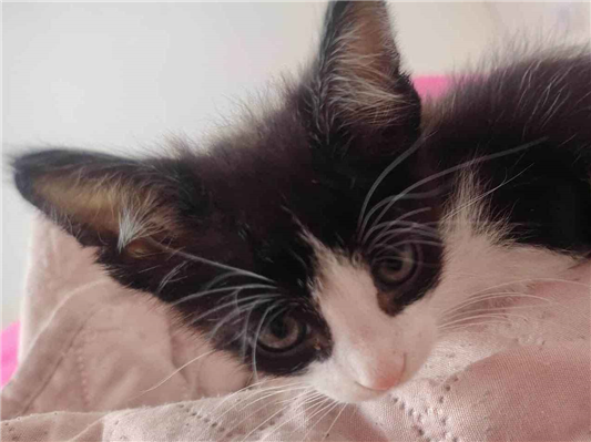Gato para adoção Macho Pequeno Abaixo de 2 meses